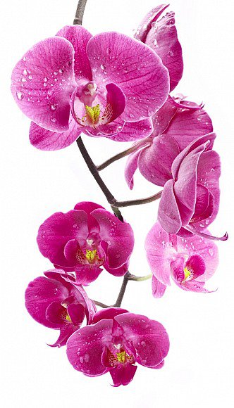 орхидеи - цветы, орхидеи - оригинал