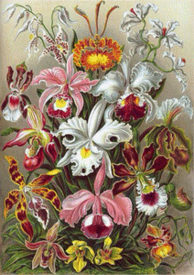 Орхидеи - цветы, орхидеи, букет, растения - предпросмотр