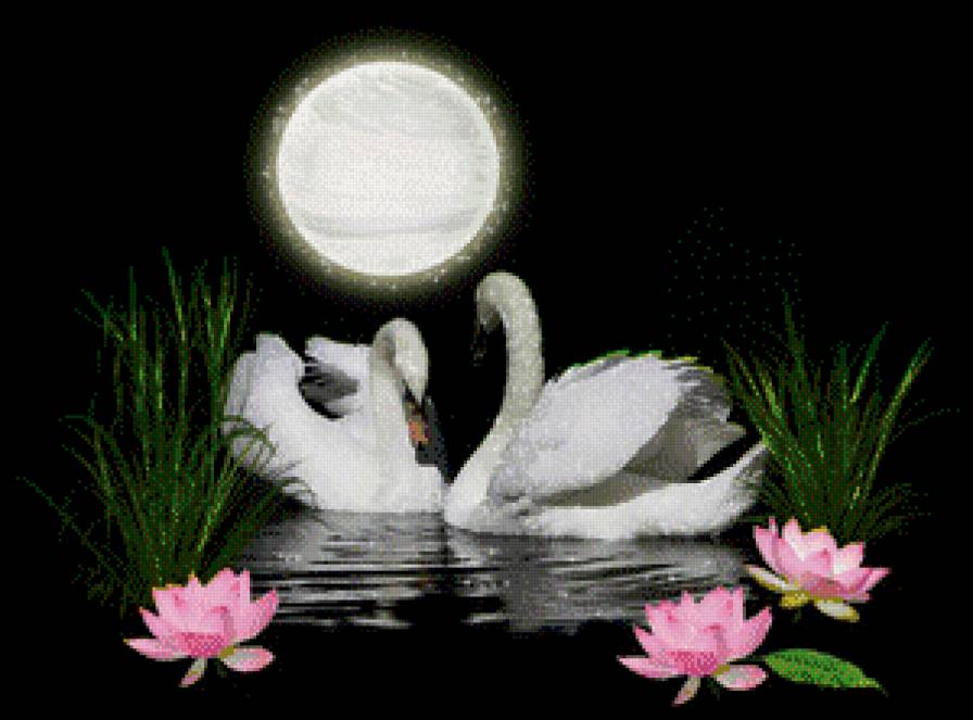 Лебеди - луна, свидание, любовь, лебеди, ночь, цветы - предпросмотр