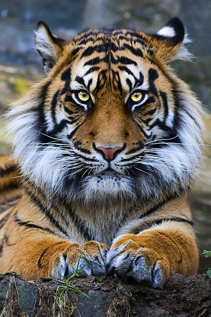 тигр - картина - оригинал