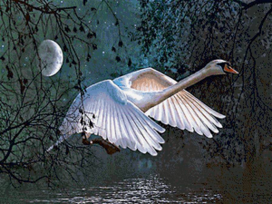 в лунном сиянье... - белый лебедь, луна, ночь, лебеди, полет, птицы, лебедь - предпросмотр