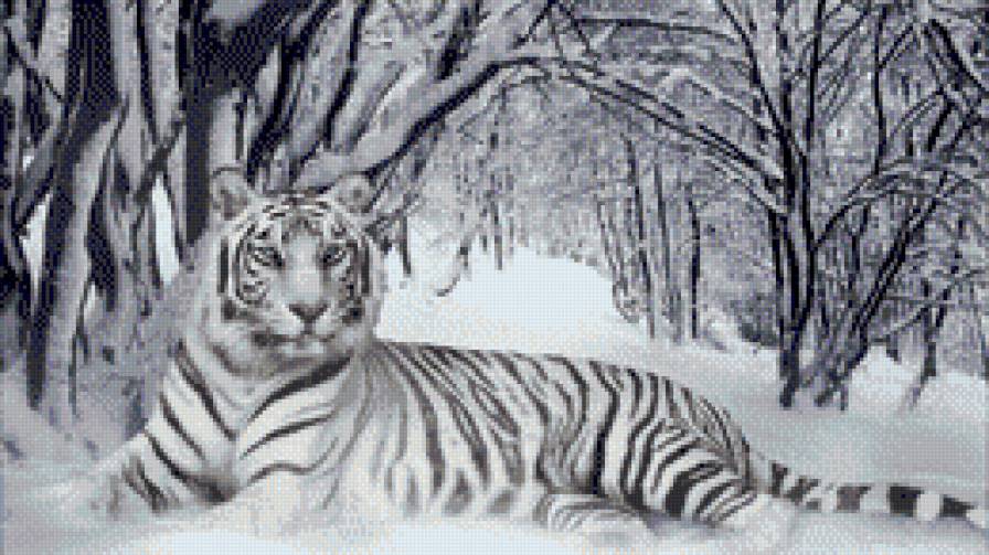 Tygrys - zima, tygrys - предпросмотр