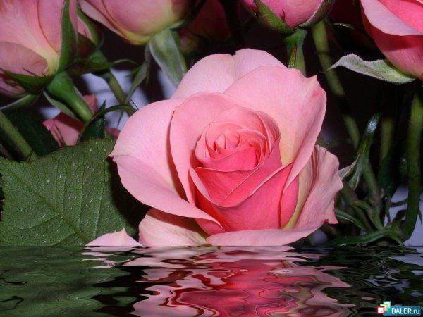 роза в воде - роза, вода, цветы - оригинал
