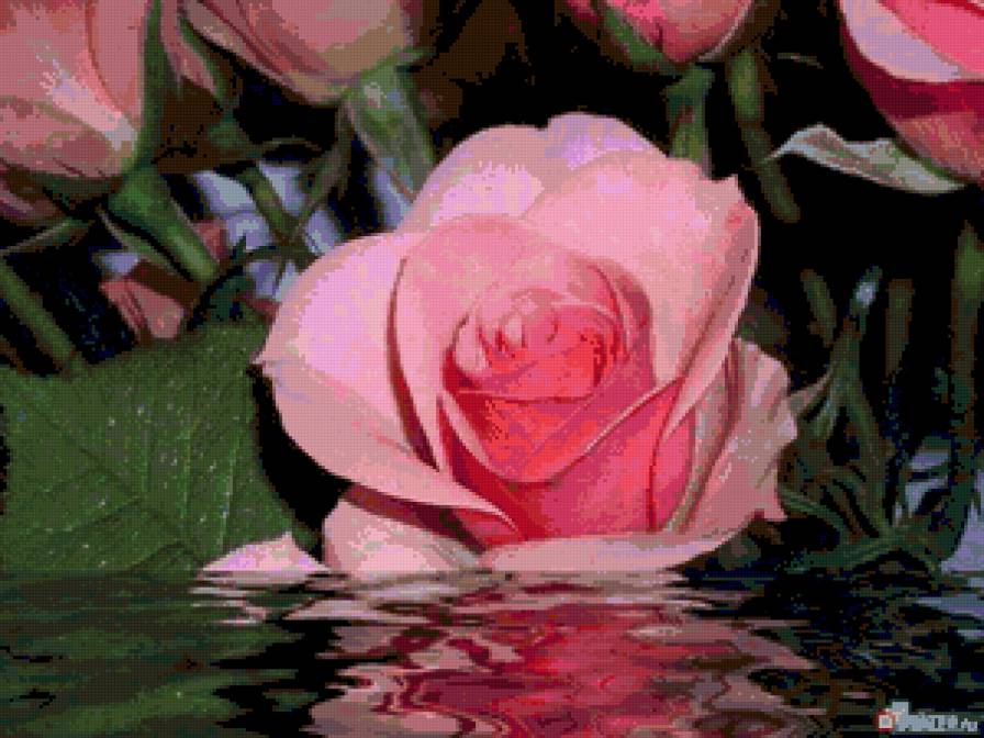 роза в воде - роза, цветы, вода - предпросмотр