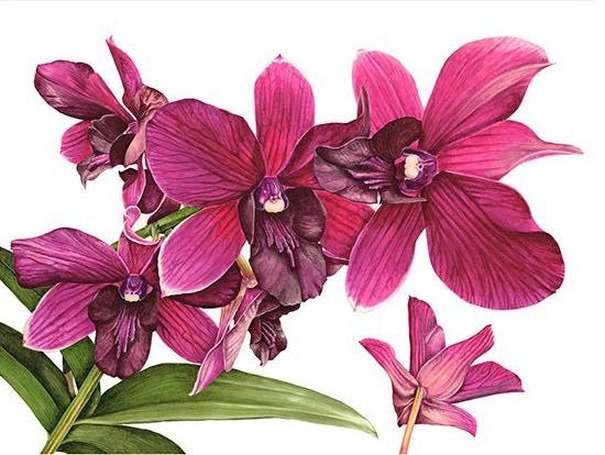 Орхидеи - орхидеи, цветы, растения - оригинал