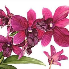 Оригинал схемы вышивки «Орхидеи» (№633472)