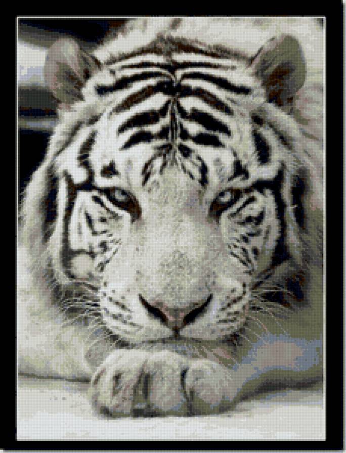 белый тигр - тигр, звери, кошка - предпросмотр