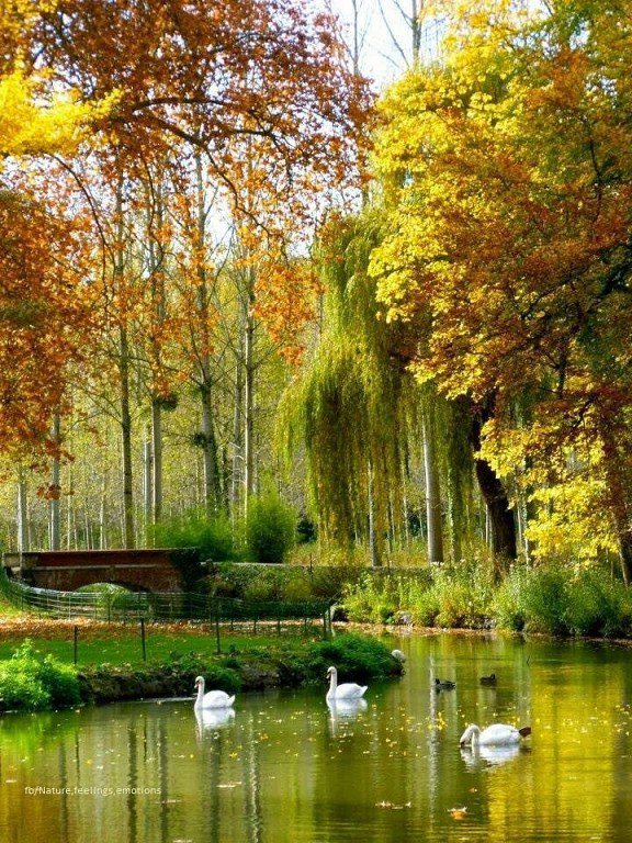 парк с лебедями - красота природы - оригинал