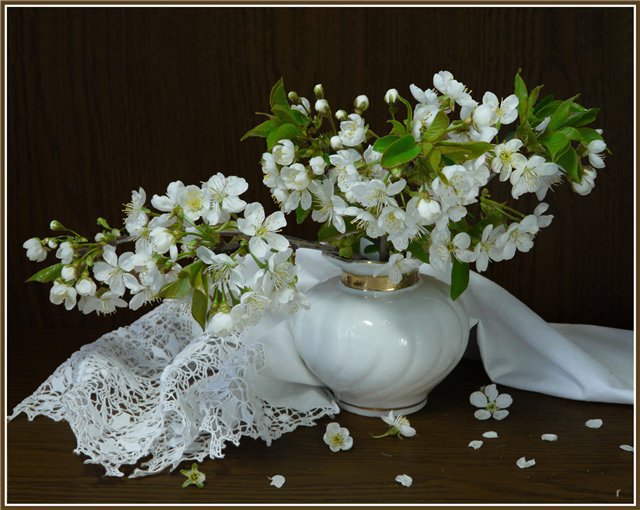 белый цвет черемухи - цветы - оригинал