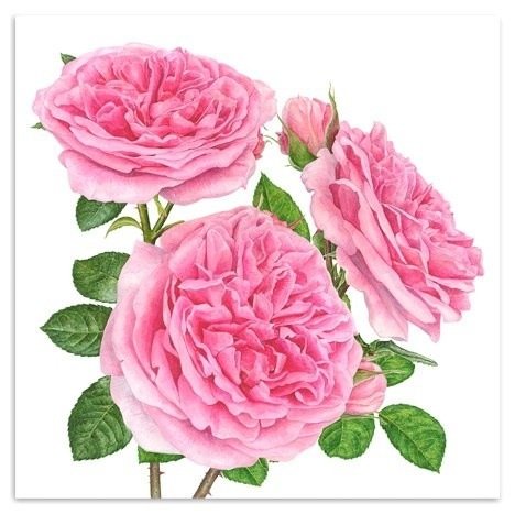 Розовые розы - розы, растения, цветы, букет - оригинал