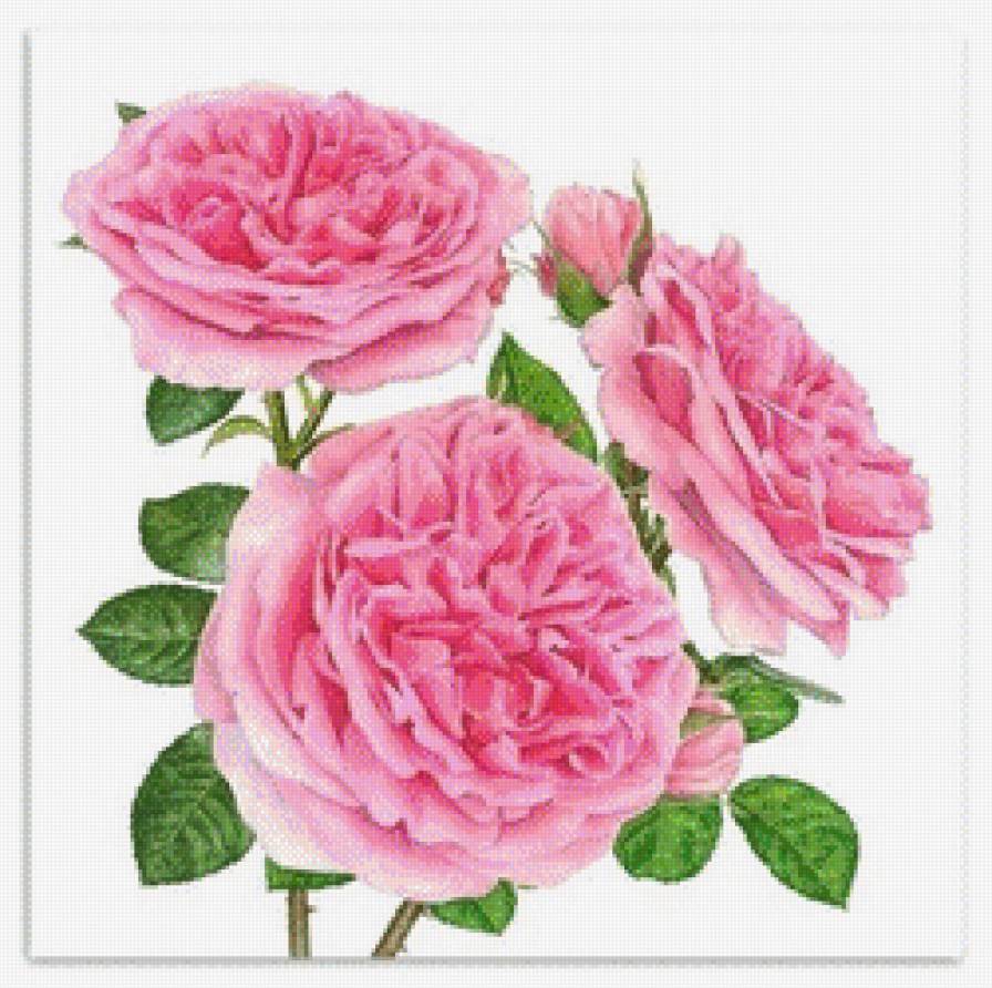 Розовые розы - цветы, розы, букет, растения - предпросмотр