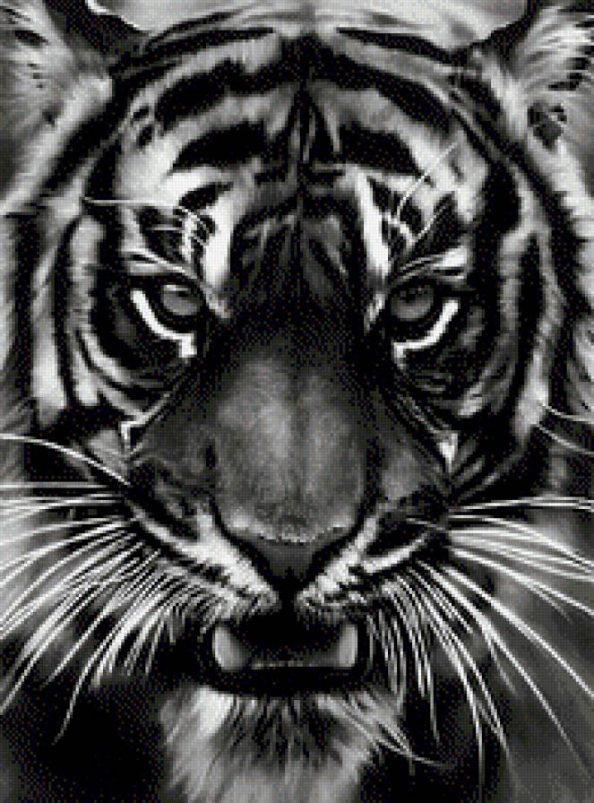 Тигр - тигр, монохром, животные - предпросмотр