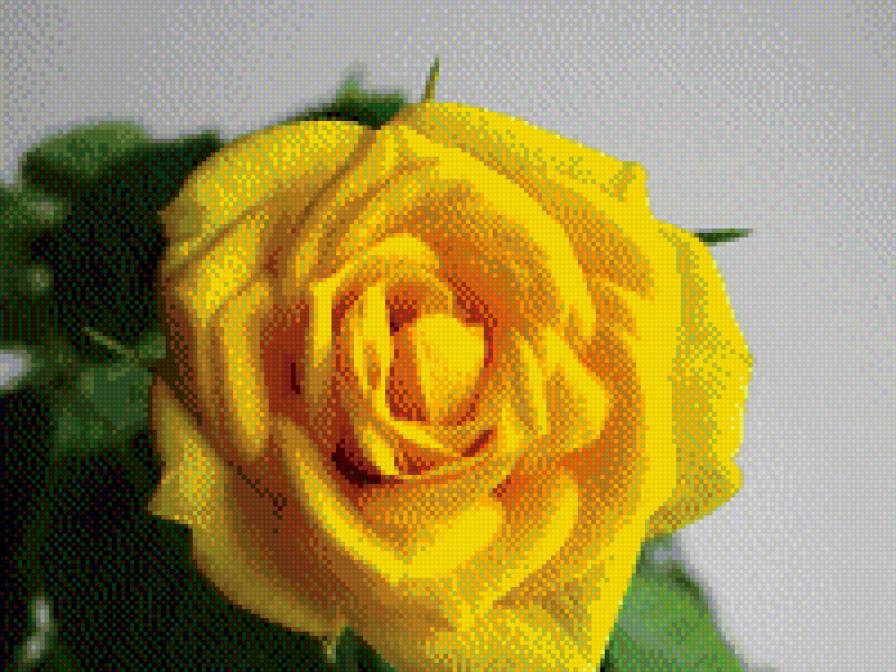 Роза - желтая роза, роза, цветок, розы - предпросмотр