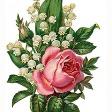 Оригинал схемы вышивки «Ландыши и роза» (№634821)