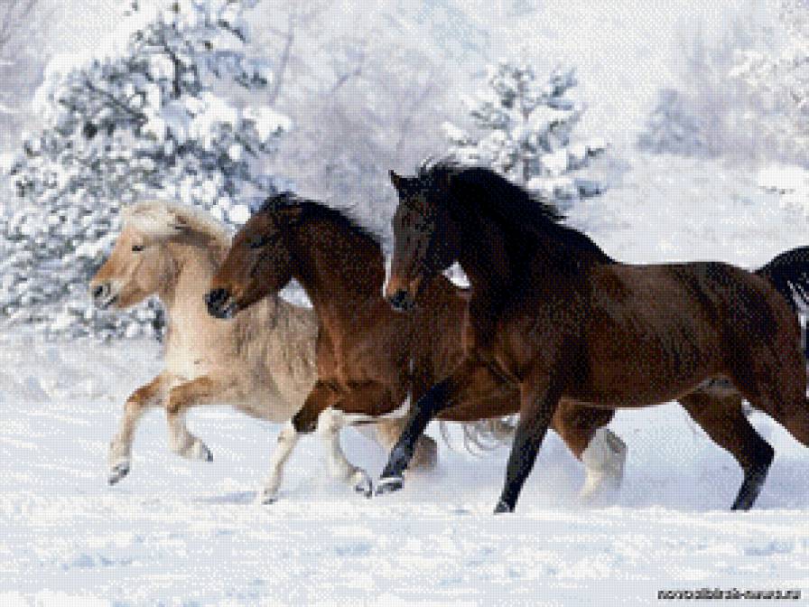 Лошади - природа, год лошади, животные - предпросмотр