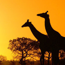 жирафы на закате