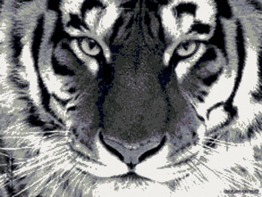 тигр - животные, звери, тигр, кошка - предпросмотр