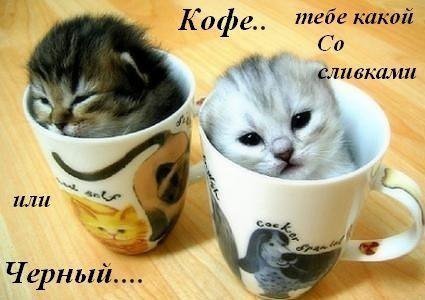 Котята в чашке - котята, кофе, кухня - оригинал