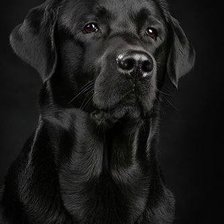 Схема вышивки «черный пес»