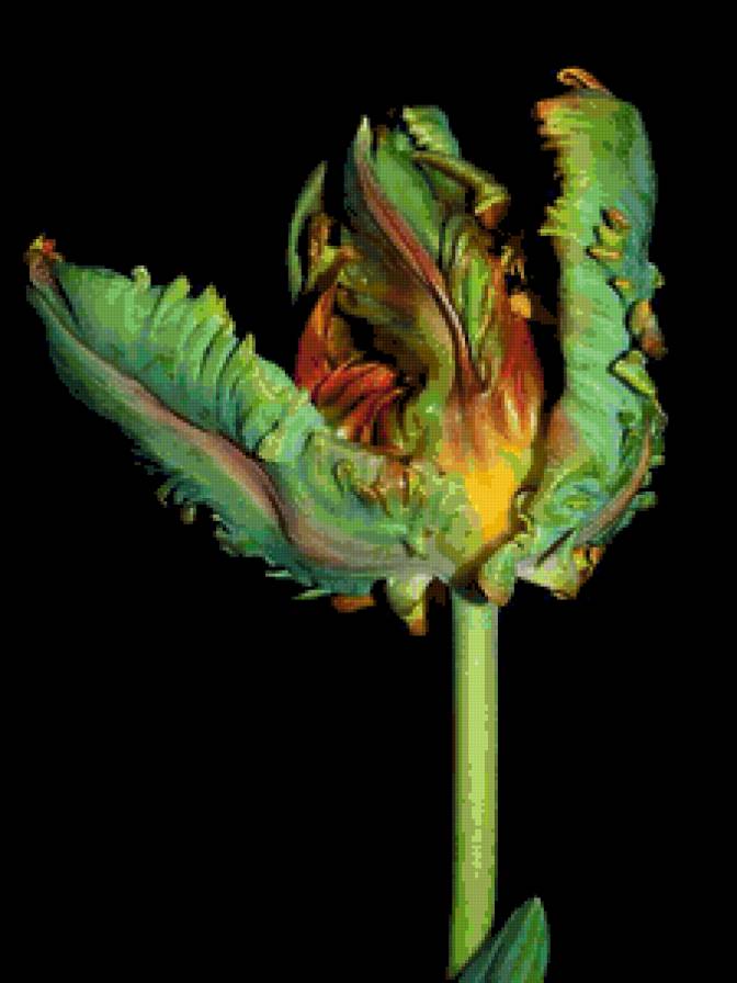 изумрудный тюльпан - картина цветы - предпросмотр