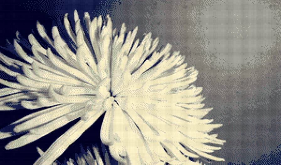 Хризантема - цветок, природа, хризантема, цветы - предпросмотр