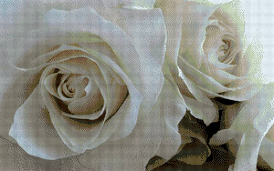 Белые розы - розы, цветы, роза - предпросмотр