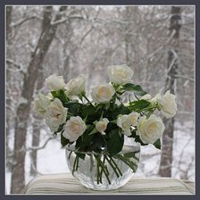 белые розы зимой
