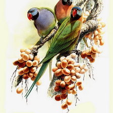Оригинал схемы вышивки «попугайчики» (№637014)