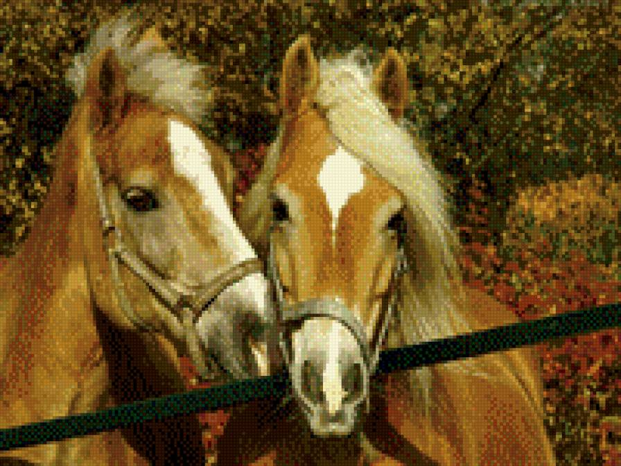 лошади - животные, лошади - предпросмотр
