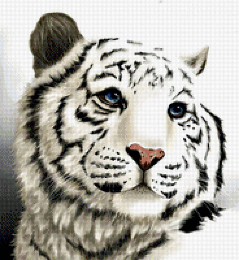 Белый Тигр - животные, тигр - предпросмотр