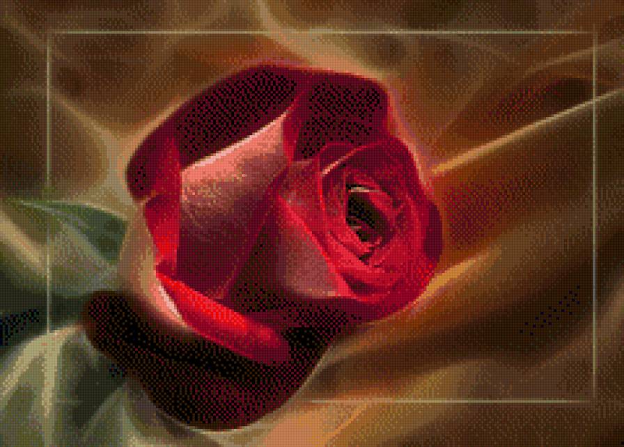 Roza - kwiaty, roze - предпросмотр