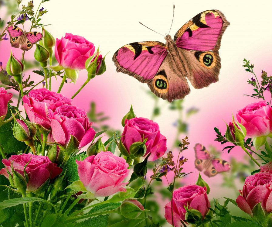 розы и бабочки - картина, розы, лето, бабочки - оригинал