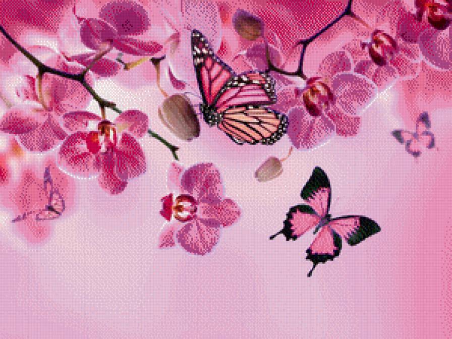 бабочки и орхидеи - орхидеи, цветы, бабочки, лето - предпросмотр