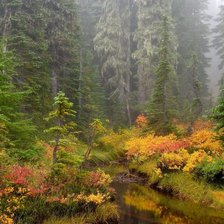 Схема вышивки «Старый лес.»