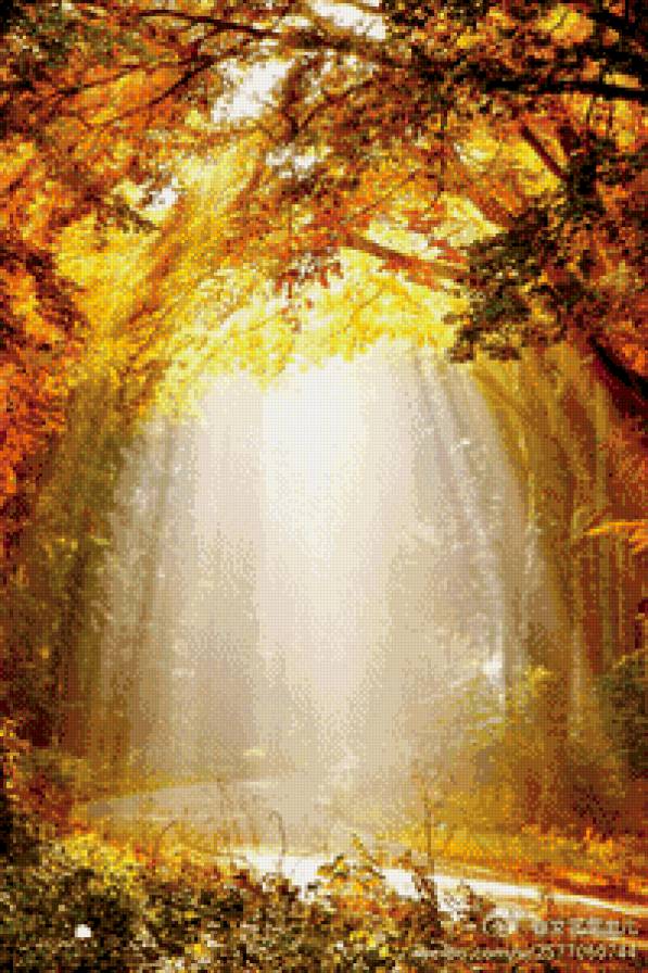 Волшебный свет - осень деревья пейзаж - предпросмотр