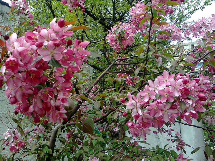 Сакура - цветы, сакура, весна, дерево - оригинал