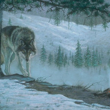 волк
