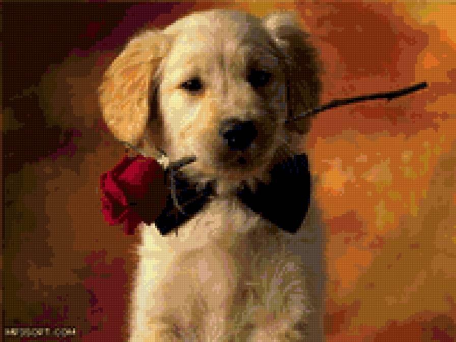 прелестный щенок - щенок, роза, собака, цветы - предпросмотр
