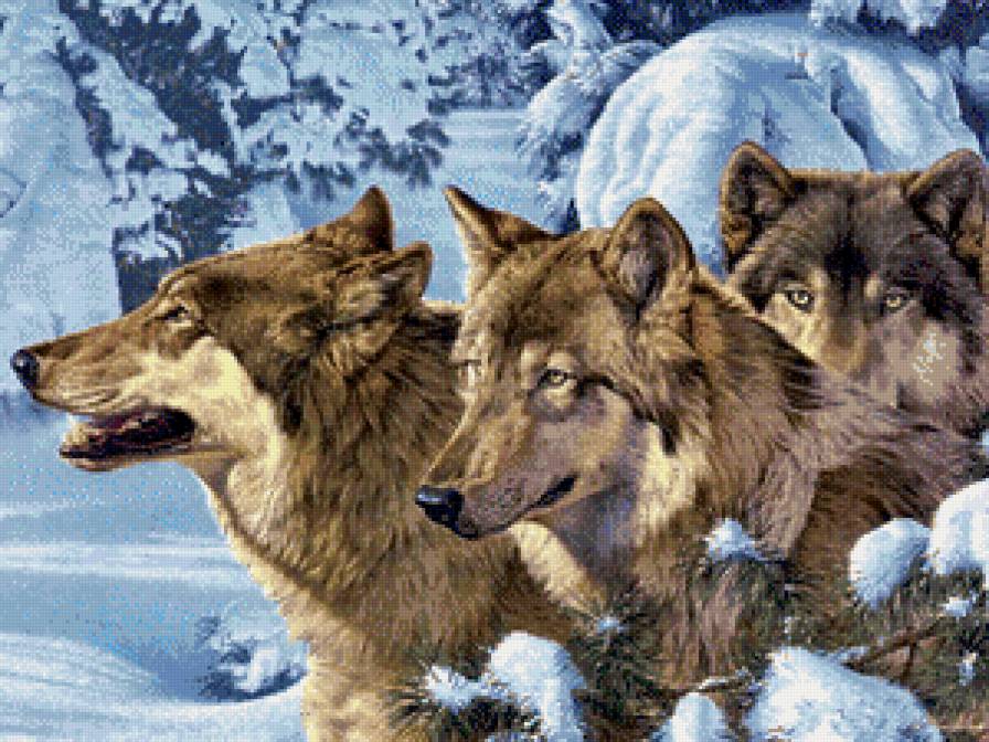 серия "волки" - животные. волки - предпросмотр