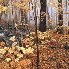 Wilki w jesiennym lesie