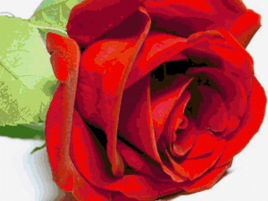 красная роза эмблема любви - роза, цветы - предпросмотр