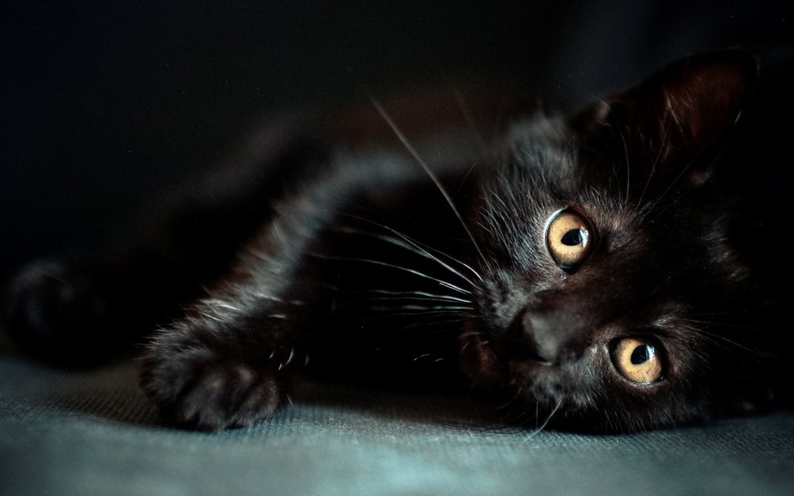 Чёрный кот - черный, кот - оригинал