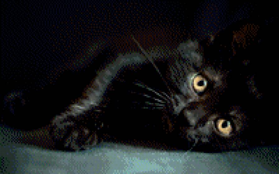 Чёрный кот - кот, черный - предпросмотр
