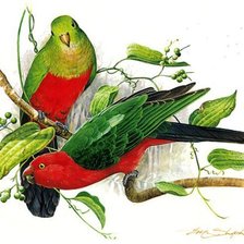 Схема вышивки «попугайчики»