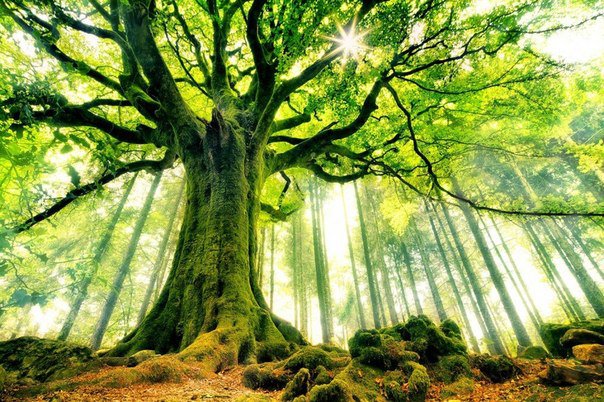 вековечный лес - природа - оригинал