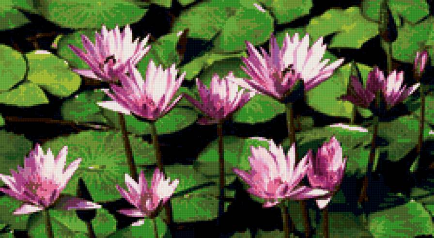пано водяные лилии - пано, цветы, лотосы, природа - предпросмотр
