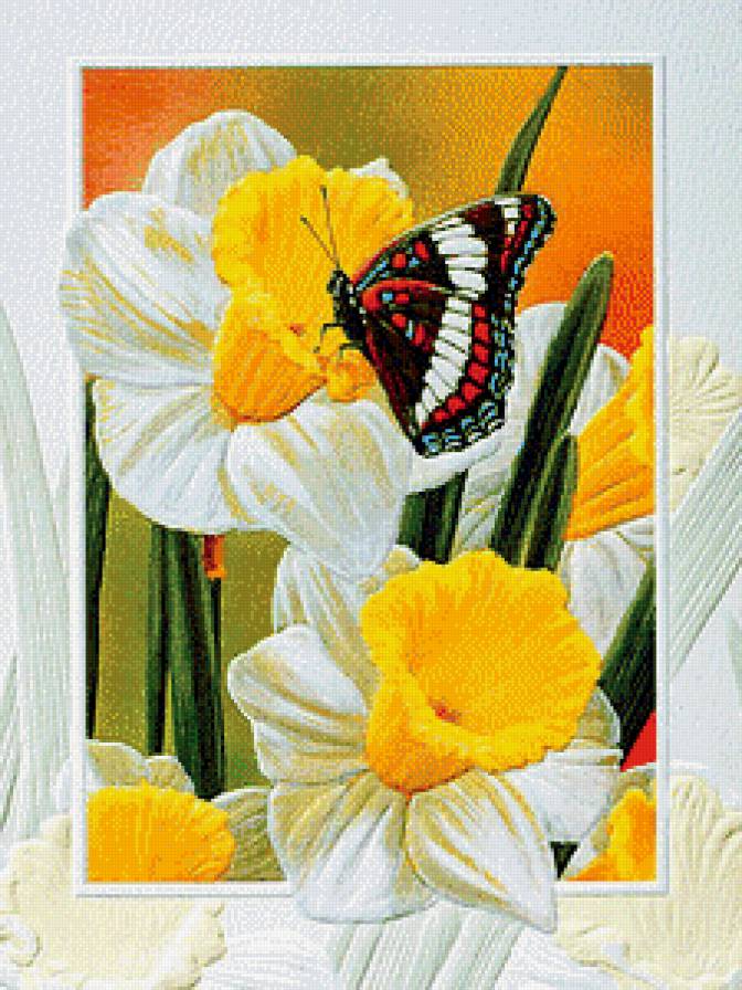 Нарциссы - цветы, бабочки - предпросмотр