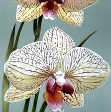 Схема вышивки «орхидеи»