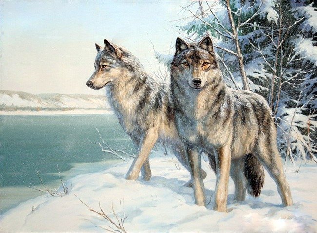 братья по крови - снег, волки, двое, речка, взгляд, зима - оригинал