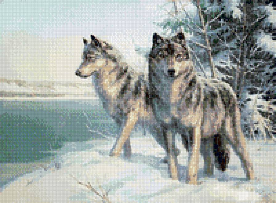 братья по крови - взгляд, снег, двое, волки, зима, речка - предпросмотр